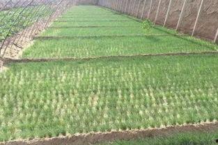 沙葱种植技术视频,视频教程助你轻松掌握