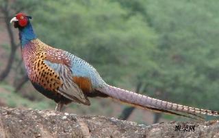 诱野鸡视频,真实背后的秘密与警示