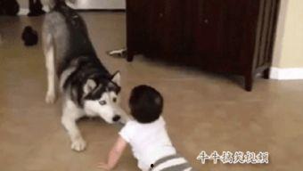 狗狗抢食视频,萌宠间的欢乐瞬间